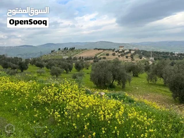 ارض للبيع بيرين ( العالوك ) مشجرة زيتون مميزة 3500 m للبيع لبناء مزرعة إطلالة جميلة من المالك مباشرة — أرض في الزرقاء