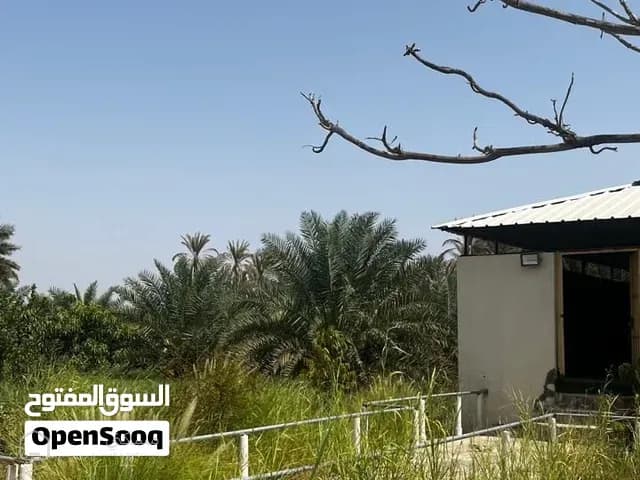 مزرعه القويعه سناو للبيع من المالك مباشره — مزرعة في المضيبي