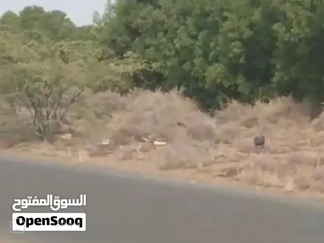 مزرعه على الأزفلت مباشره — أرض في الحديدة